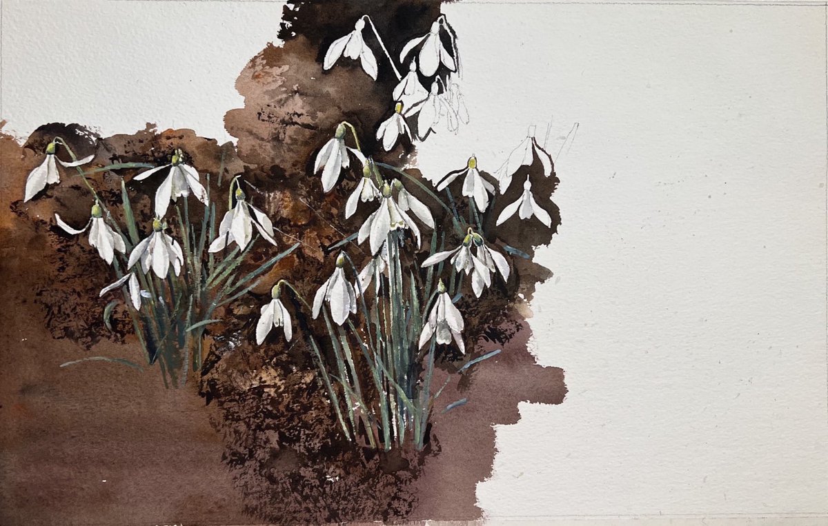 mtaylorart1's tweet photo. The days #snowdrops #watercolour https://t.co/WSOTVLtCY2