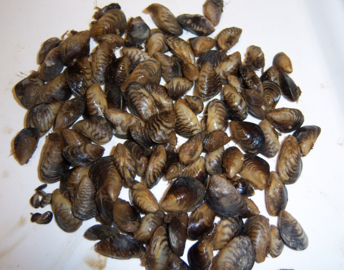 BLMNational's tweet photo. It’s Invasive Species Awareness Week! Invasive species can live in your garden or aquarium, and some even hitch rides on the bottom of your boot or boat. No matter how they got here, we need your help to protect our public lands and waters. More ➡️ https://t.co/yDpa5oTPte. #NISAW https://t.co/qpQm1FXfkH
