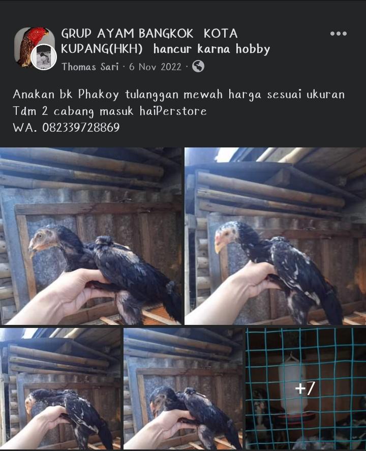 Thomassari6's tweet photo. Dalam dunia bisnis kalau kamu berani mencoba ada dua kemungkinan, berhasil dan gagal, tapi kalau tidak berani mencoba ada satu kepastian yaitu tidak akan berhasil. 🤟🔥

Yang mau pesan ayam petarung degan kualitas super bisa merapat 
WA.082339728869🔥 https://t.co/7XvPkSnzs1