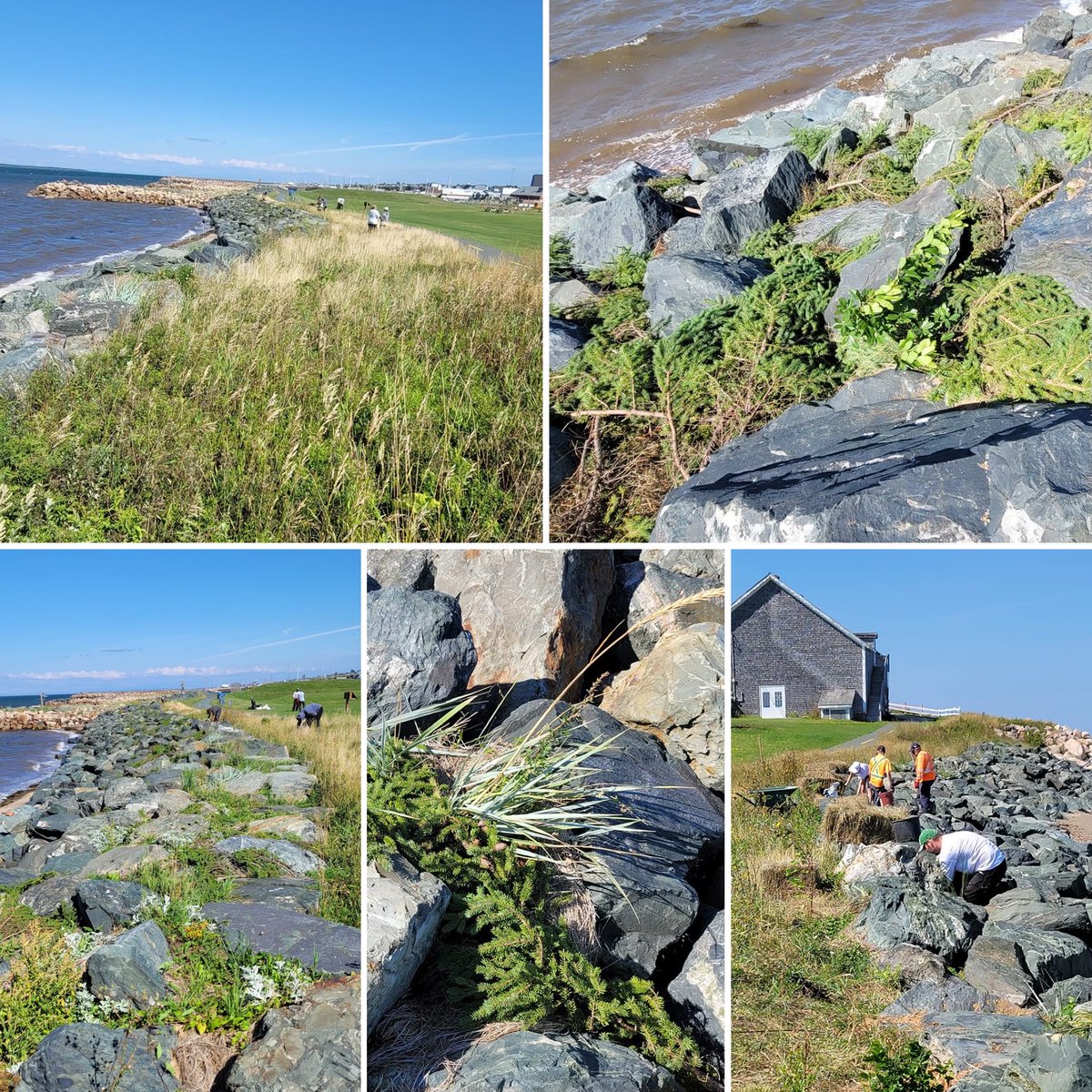 SOULandCare's tweet photo. This waterfront naturalization in Caraquet, NB was designed and installed by @HNHINC, a landscape firm specializing in ecological restoration and living shorelines. The site is one of SOUL's 2022 #GreenerGreenspaces! https://t.co/8I6mnPvVpF