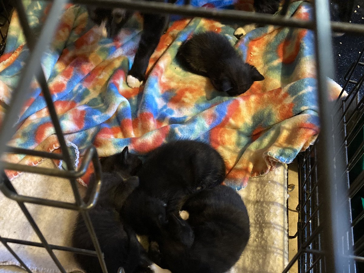 DeeMeow🐾 on Twitter "😺 The kittens r walking better, using the pan n