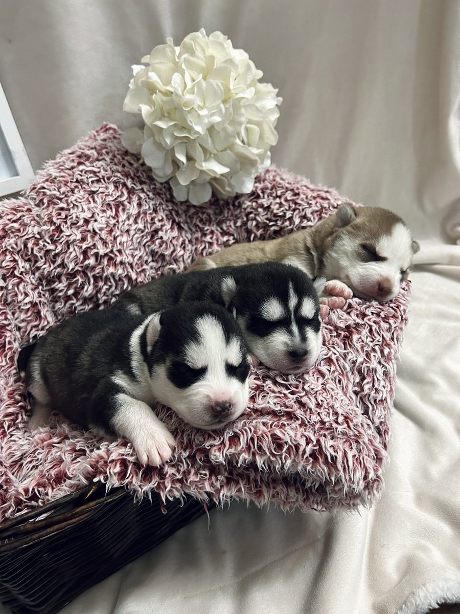 jonathan a watts tweet media