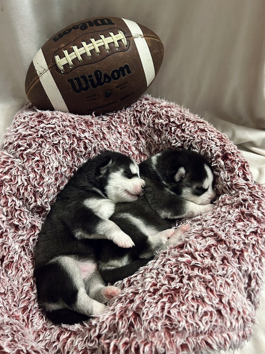 jonathan a watts tweet media