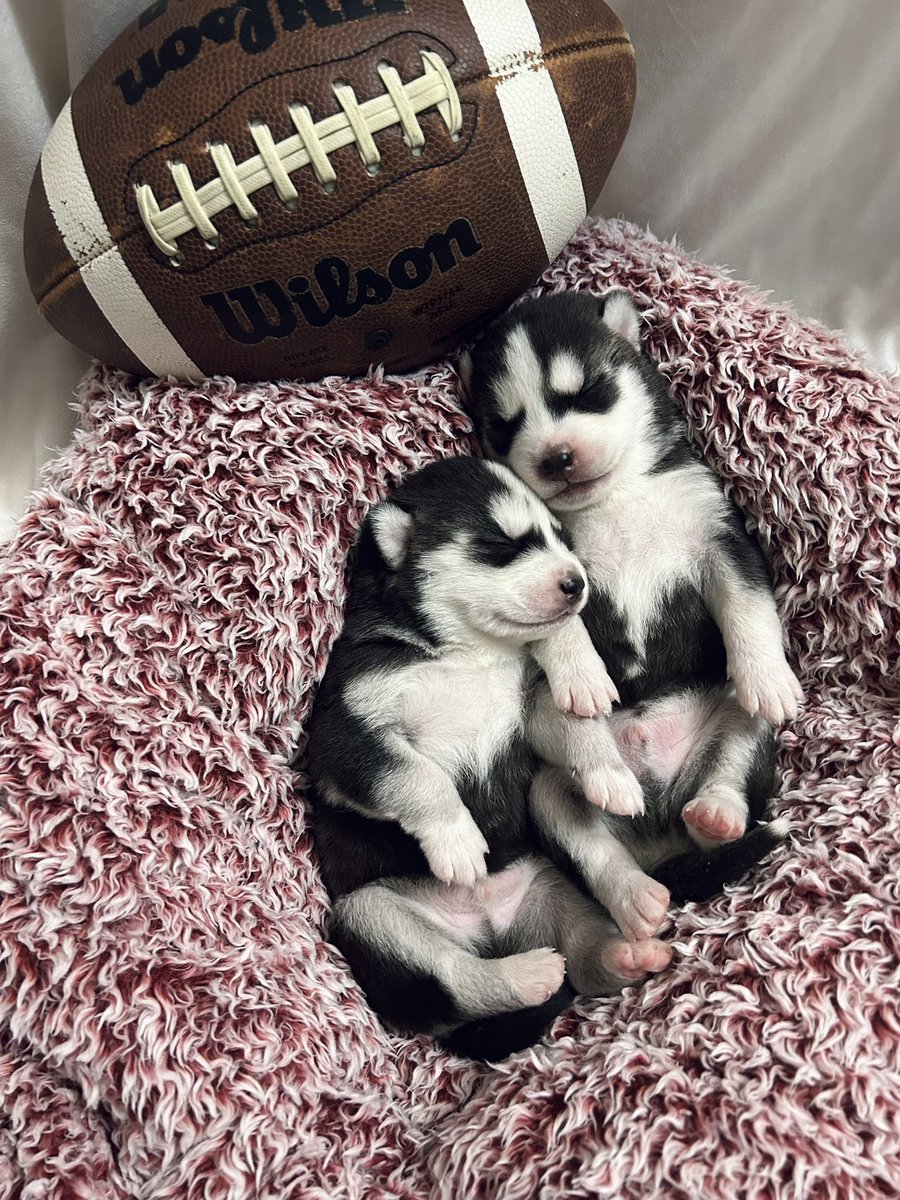 jonathan a watts tweet media