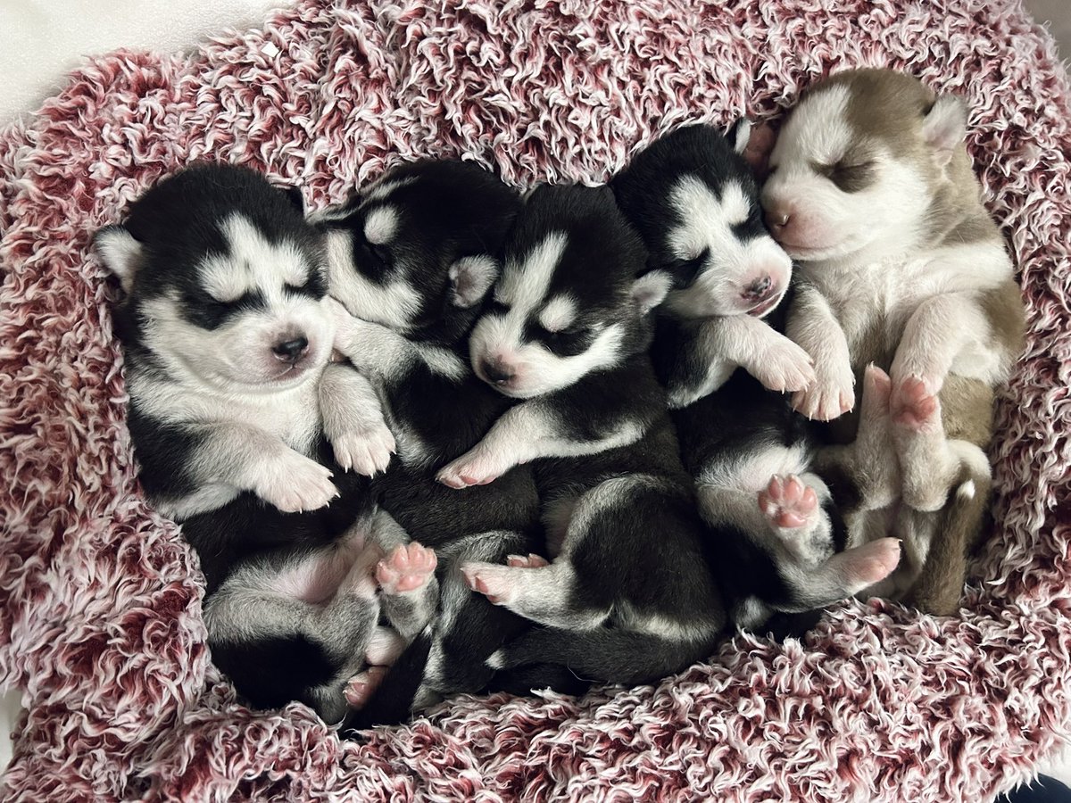 jonathan a watts tweet media