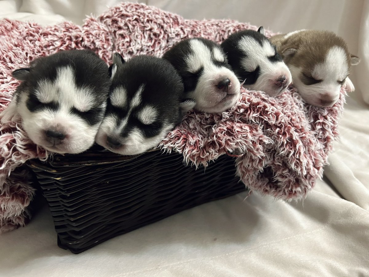 jonathan a watts tweet media