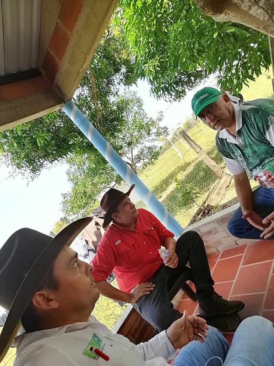 PL_PAZDEARIPORO's tweet photo. #OrgullosamenteGanaderos #construyendoganaderia Gira técnica Lechera a Tame, realizada con los ganaderos del municipio de Támara. Desde el proyecto local Paz de Ariporo se trabaja 24/7 por la ganadería
Gracias
@PL_TAME
@Fedegan @jflafaurie @manriquefm @ArauCasanareFng @embriogan https://t.co/oIU8UyHmuQ