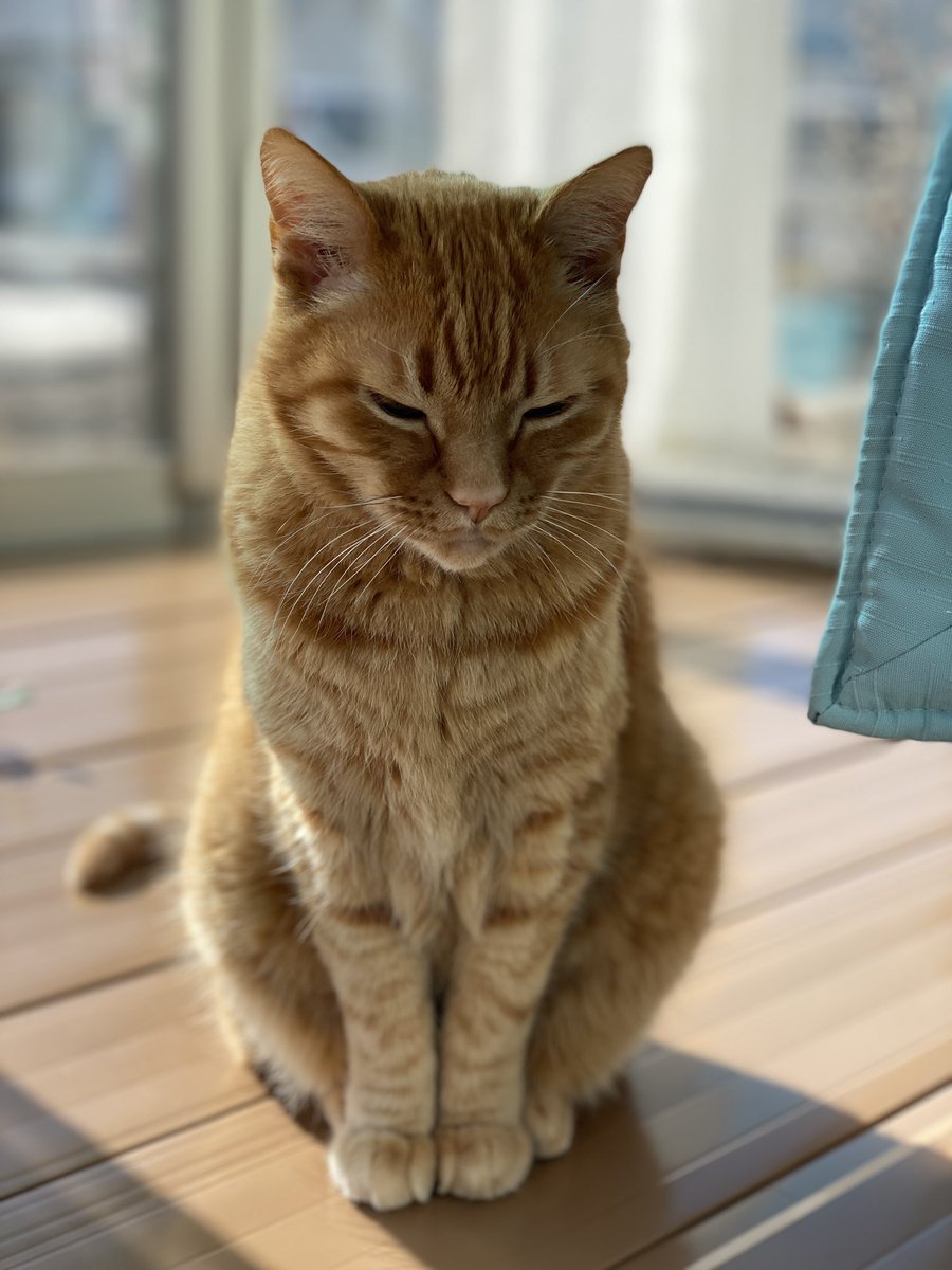 cat3_ff's tweet photo. 猫の日
てぃーだ
#猫 #ねこ #ねこ部 #ねこのいる暮らし #ねこのいる生活 #猫好きさんと繋がりたい #動物コレクション #癒し https://t.co/6cv3Wfx3E1