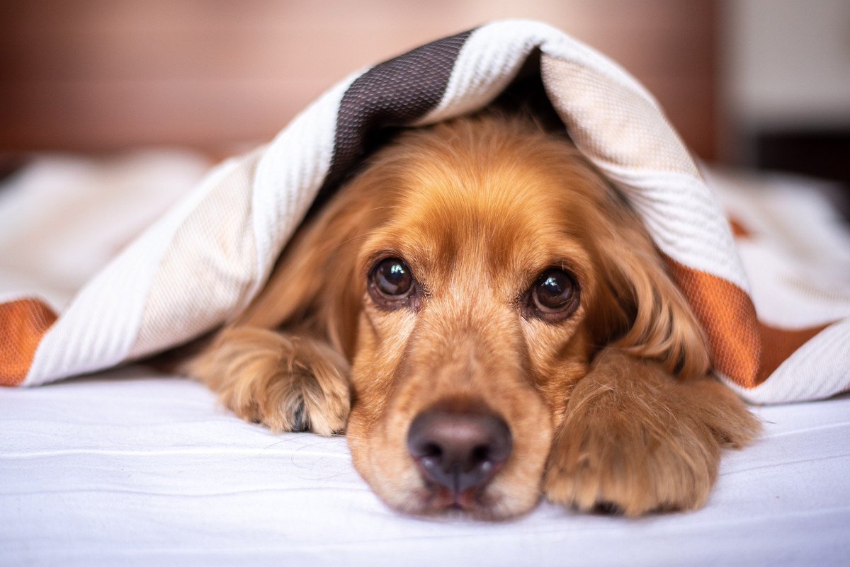 Pilar2000's tweet photo. wondering how to write a social post about your pet business? grab you copy here - https://t.co/kUwqZ2eRZV https://t.co/aEBrH9bJ4C