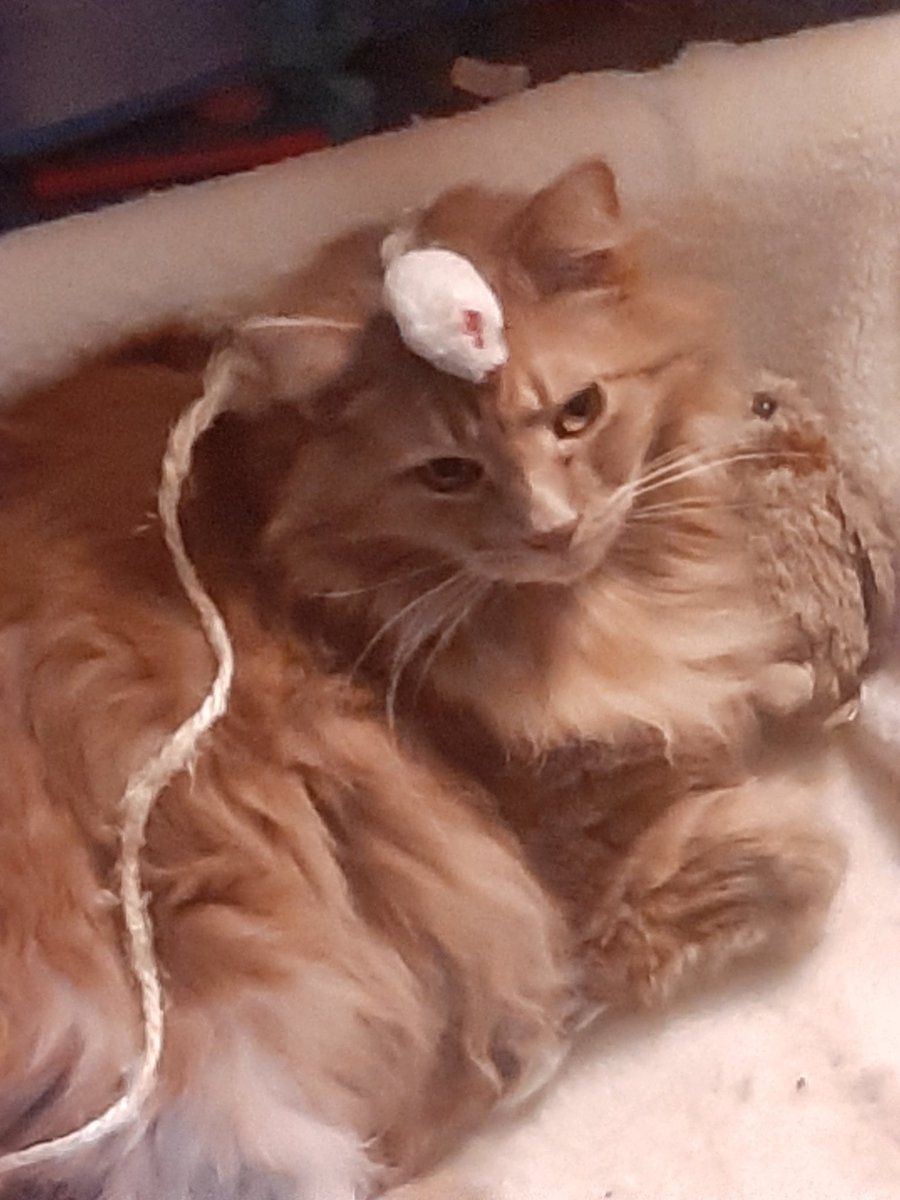CasterwillJ's tweet photo. Alright everyone we are not live on  https://t.co/FWmiv4T62n (pic unrelated cat not featured in photo put toy mouse on other cat for no reason) https://t.co/fsSJ1PyQAd