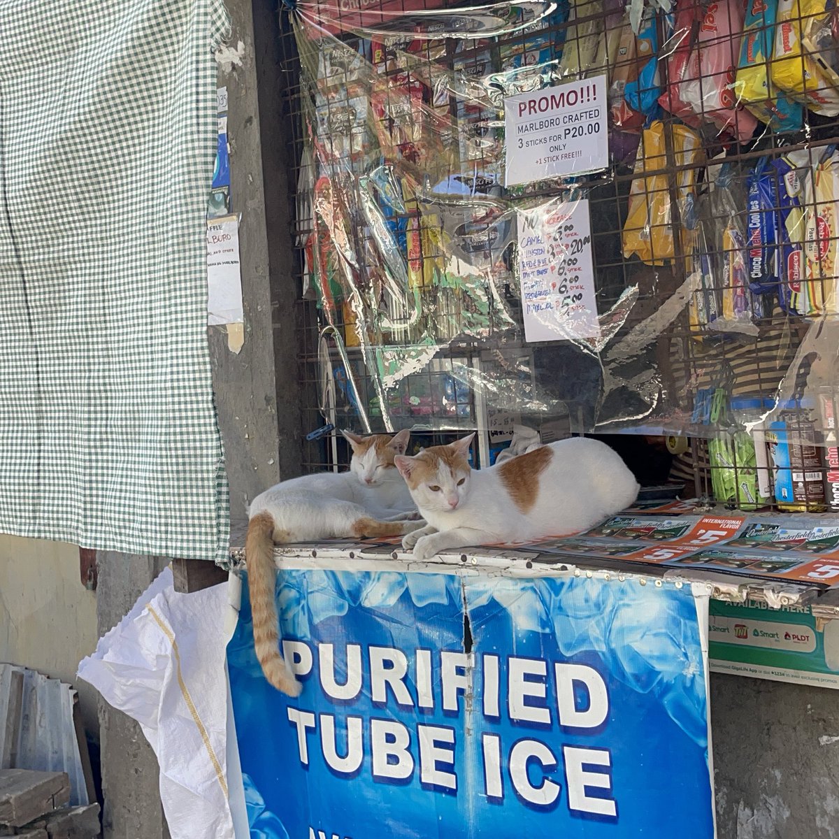 Lecx Stacy tweet media