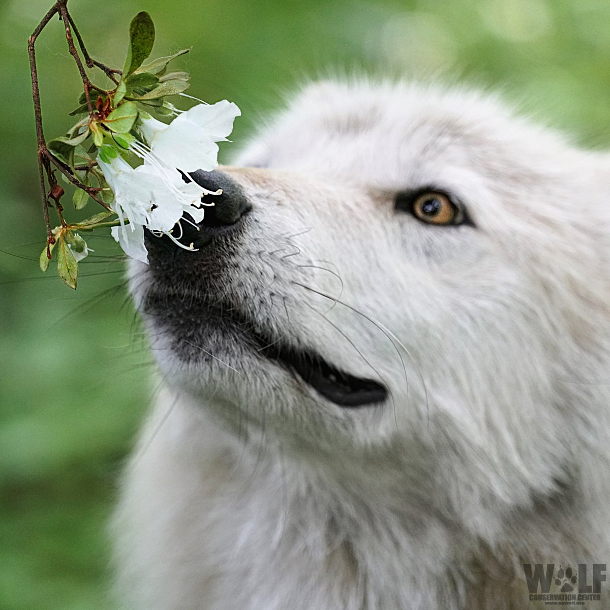 As Mother Nature’s wildlife managers, wolves regulate prey populations to enable many other species of plants + animals to flourish. Initiating these trickle-down effects can improve ecosystem function + resilience.

Just another good reason why @interior should #RelistWolves 🐺