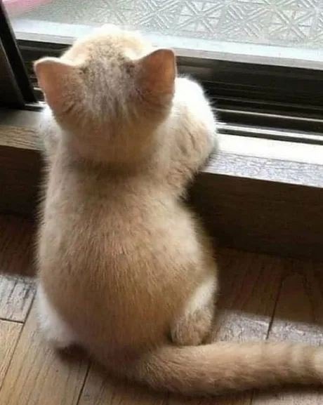 PostsOfCats's tweet photo. https://t.co/dPfRG5Dxbm