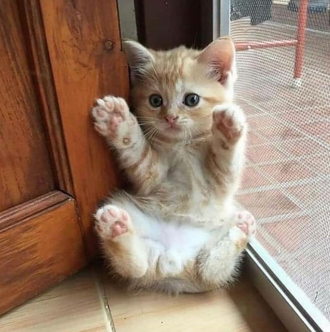 PostsOfCats's tweet photo. https://t.co/dPfRG5Dxbm