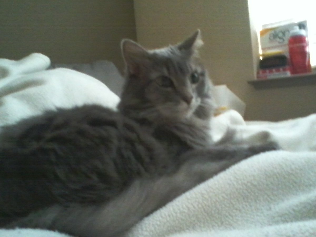 phyllida_midws tweet media