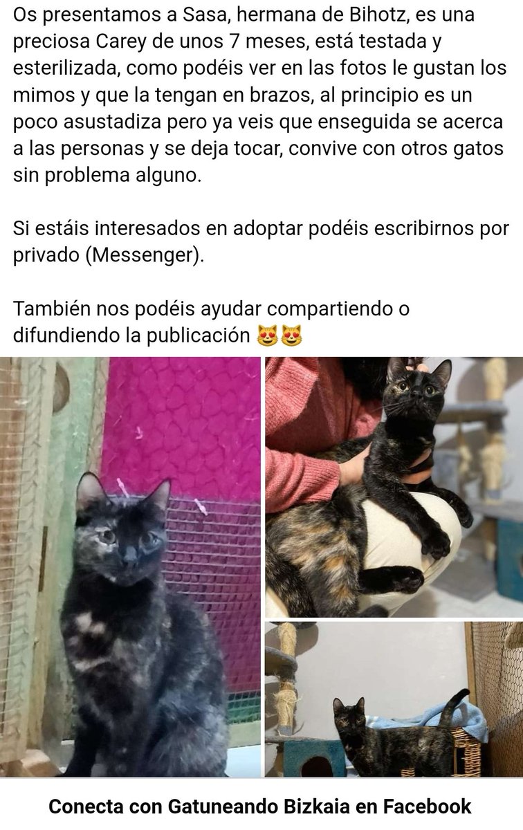 Gatuneas's tweet photo. Sasa busca un hogar, está preparada para #adopción 

https://t.co/cAcwdvWnhg https://t.co/SxMHlird5j