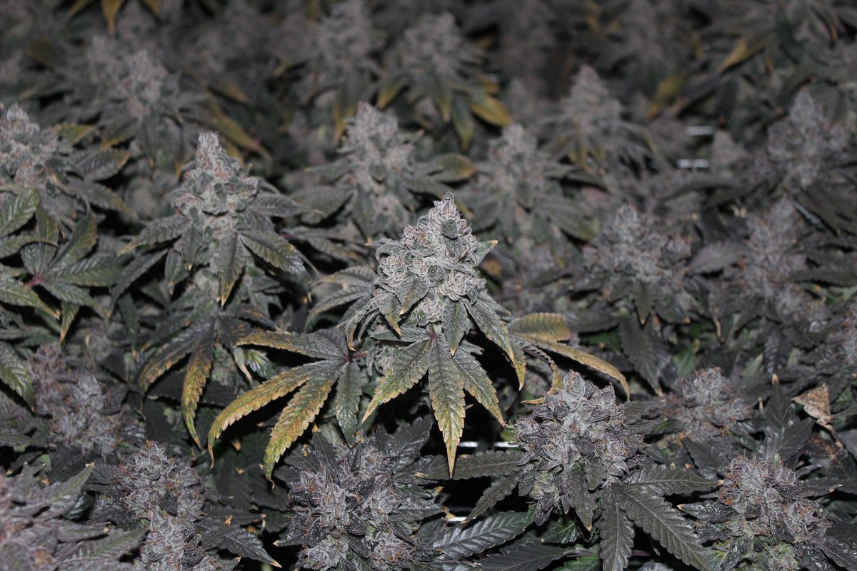 SofaKingHigh_'s tweet photo. Scrog life what can I say. Deleted Scene from cult classics 🌱🔥💨 #scrog #scroglife #CannabisCommunity #CannabisCulture #cannabis #growyourown #coco #megacrop https://t.co/yQ7Mr5RMfs