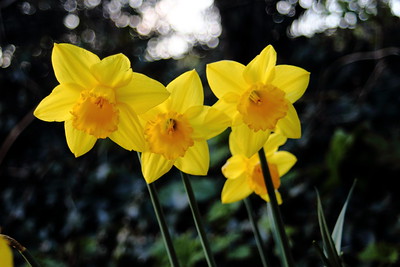 RumyanaW's tweet photo. Good evening with some beautiful spring daffodils! π±π
They gave me so much happiness when I captured them during Covid lockdowns!
Hope you enjoy them!πΌπ
#flowers #flora #daffodils #garden #nature #GardeningTwitter #light #spring #springflora #flowerphotography https://t.co/g4UiIkcdU6