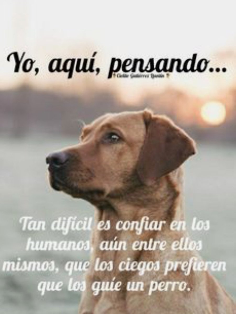bac_org's tweet photo. La lealtad de un perro no tiene comparación 🙏🏻❤️ https://t.co/GdcKuaUvIK