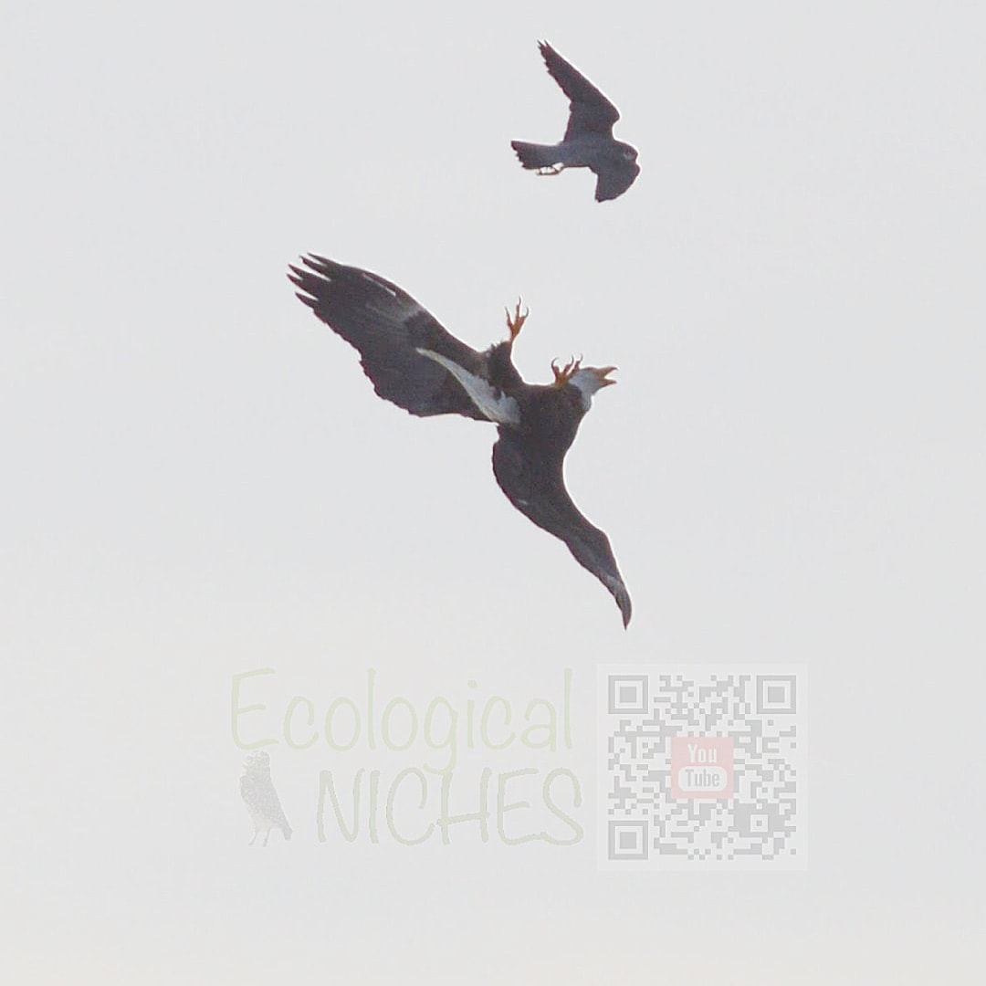 EcoNiches's tweet photo. Want to know the story of this picture? #wildlifephotography
#wildlife #baldeagle #peregrine
#COMPETITION https://t.co/aMRKKA8qM1 https://t.co/uw9eosEfXG