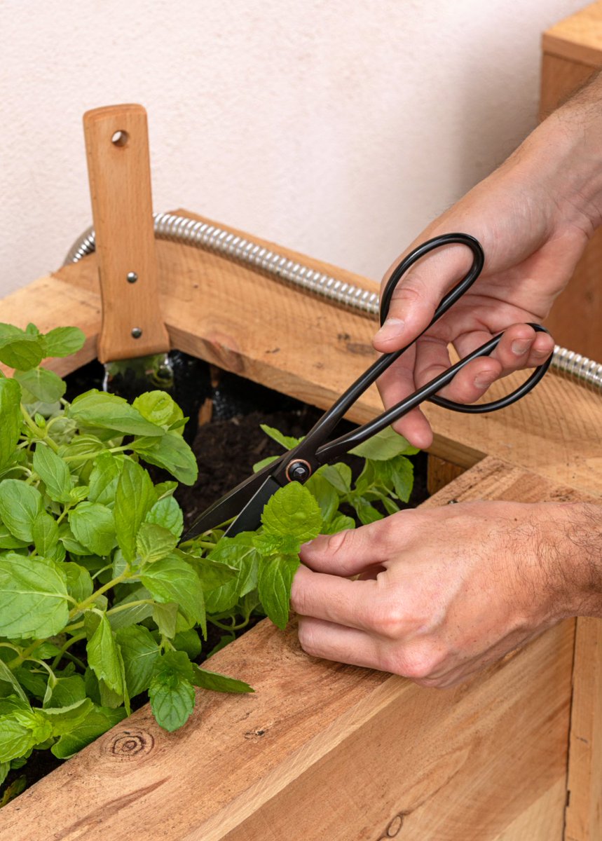 shopgreendigs's tweet photo. Sometimes in gardening, you need to be nimble! Our Artisan Trimming Shears are great for delicate projects and we love their tapered design. They are rust-and-water-resistant to boot! 🍃 

Discover more tools, tips, and tricks on our website. https://t.co/ylV96spJ0G