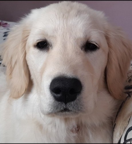 spraggersmatt's tweet photo. @bunsenbernerbmd Here's Pika....aka Muttface https://t.co/HYPtwvrZ5F