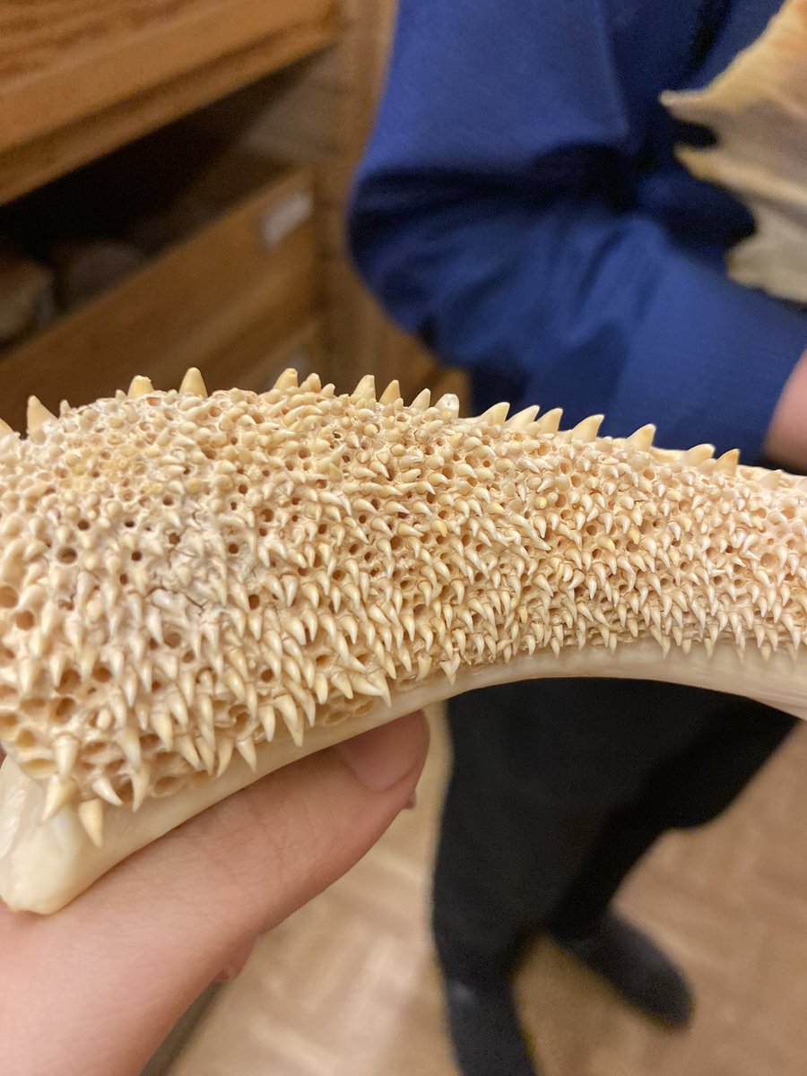 The bigger the fish the smaller the teeth?😂

Giant Grouper teeth in the <a href="/ROMtoronto/">Royal Ontario Museum</a> comparative osteology collection!! 

They replace their teeth continuously from below making a nightmare carpet for a generalist predator