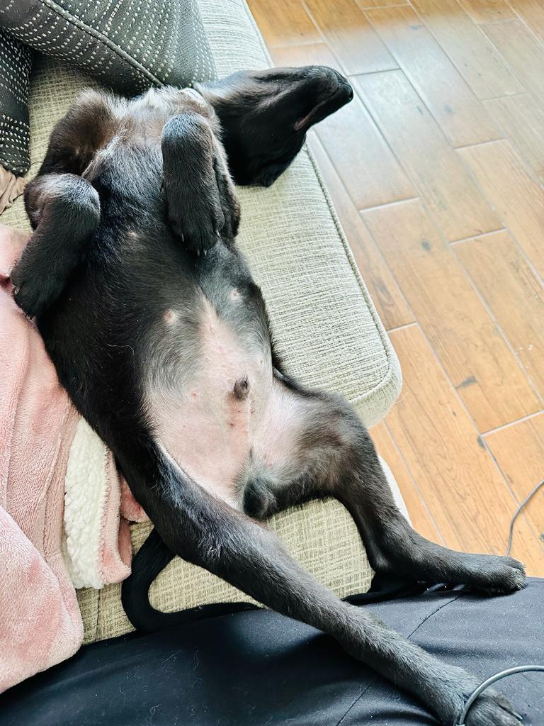 When was the last time you were this relaxed?

#LifeLessonsFromMyDog