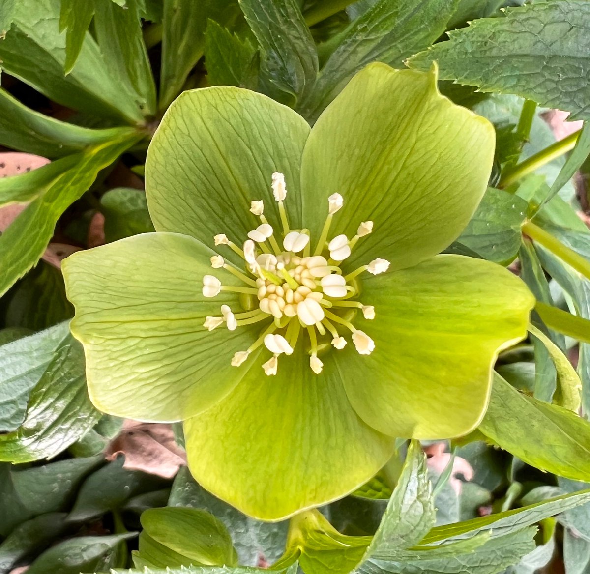 💚The perfectly pretty green Hellebore💚

#NannysGardenWorld 

#GardeningTwitter #Flowers #SpringFlowers #OnMyWalk #hellebore #FlowerHunting #BethChattoGarden