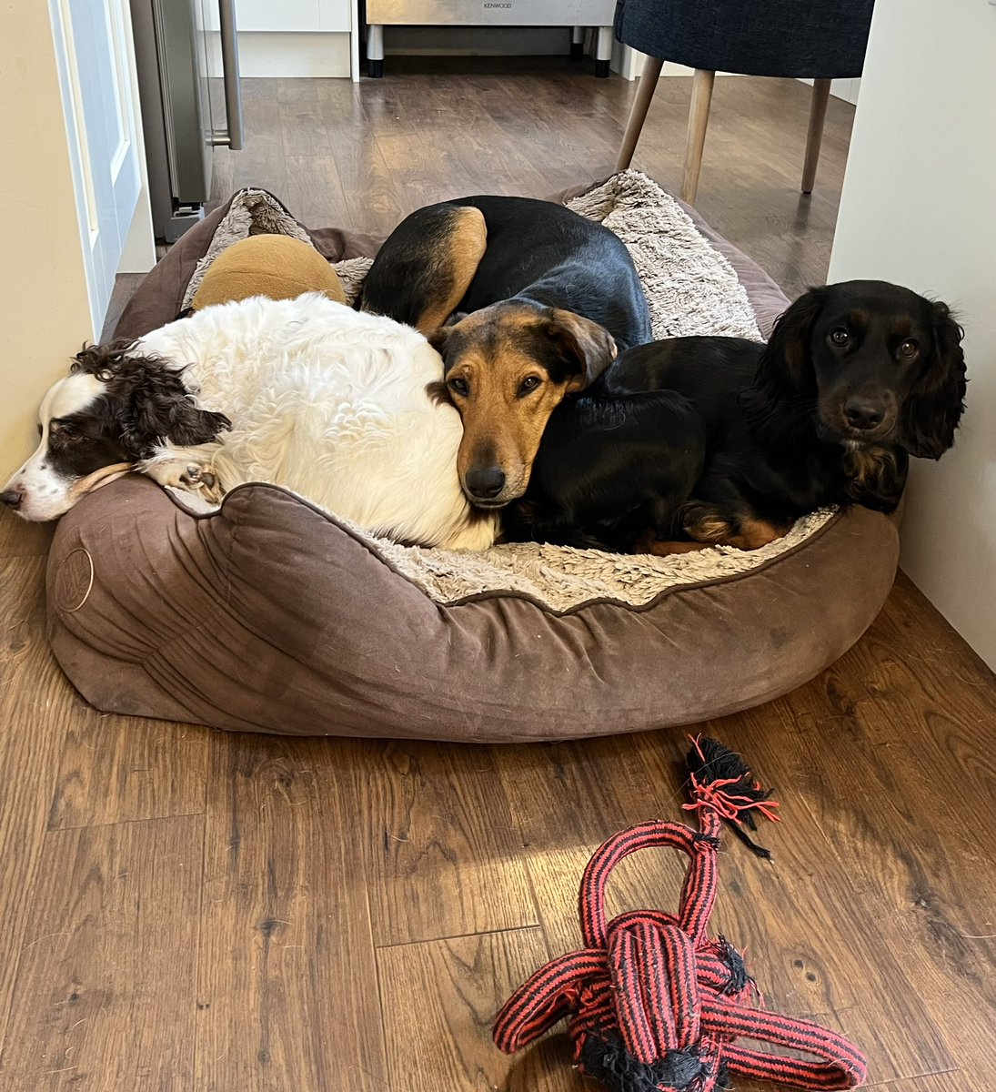 Steve disley tweet media