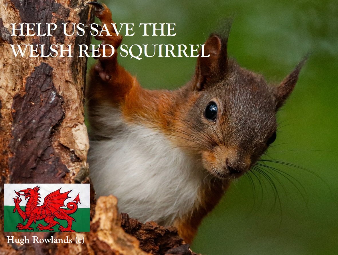 We are fighting to save the red squirrels in Wales. We are asking people to take 1 minute to help us: petitions.senedd.wales/petitions/2453…