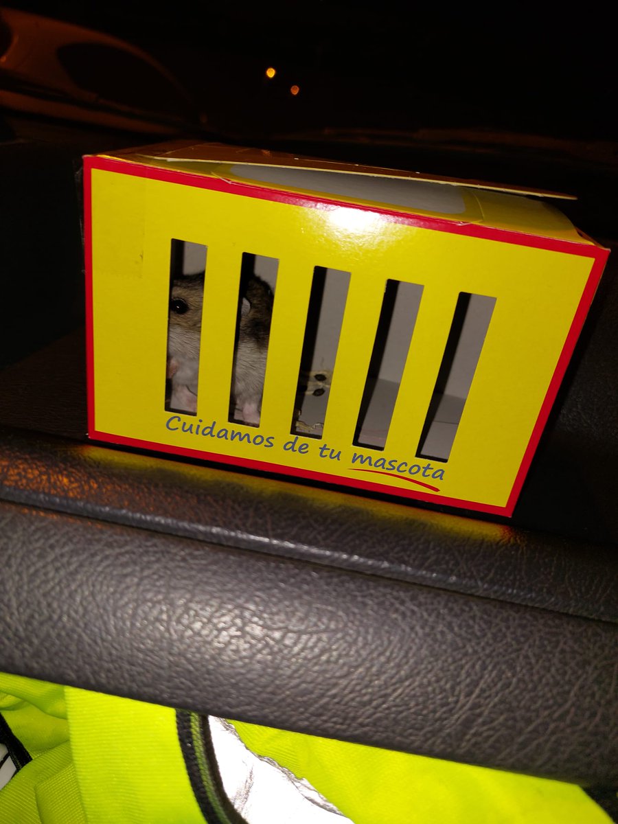 __Raulh__'s tweet photo. Hemos comprado un hamster y lo hemos llamado gilipollas https://t.co/7BEuvnzZsR