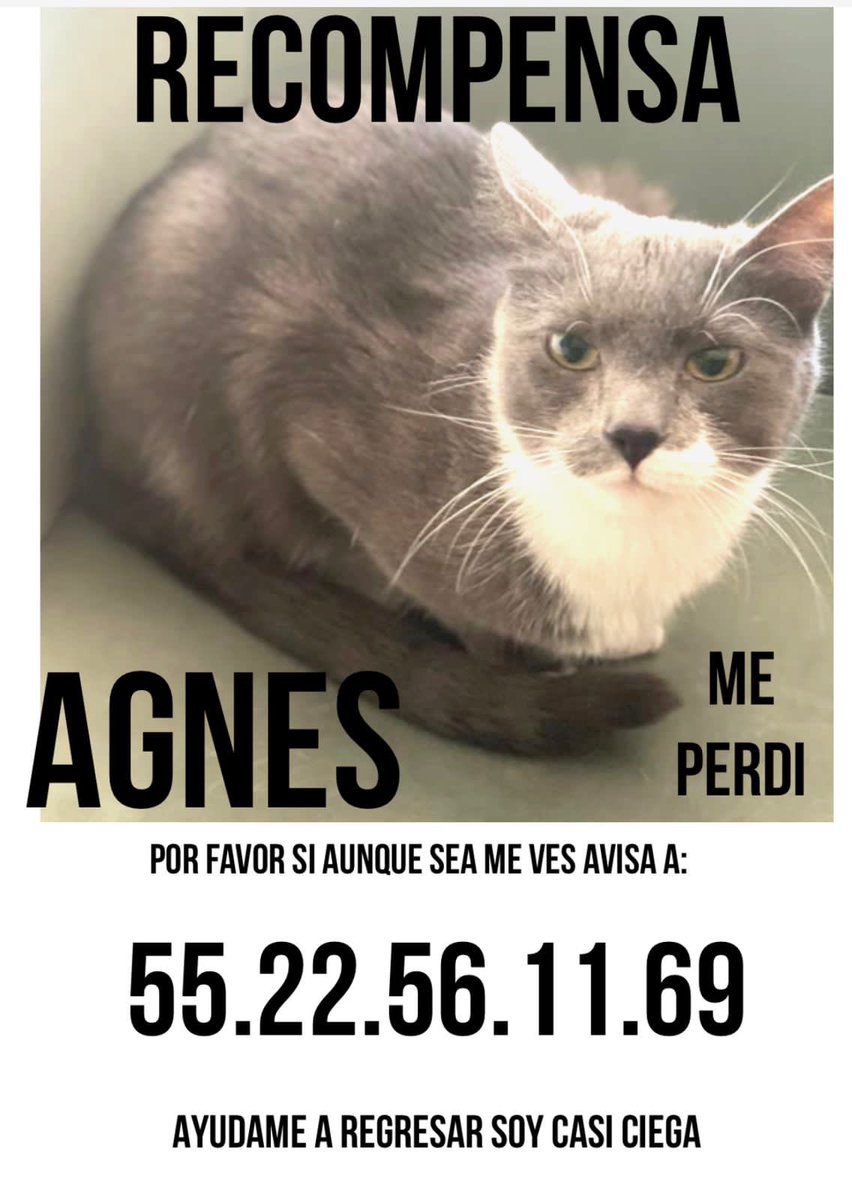 LaRomaMex's tweet photo. ‼️Ayuda‼️#gatita 🐈perdida apoyo con difusión para que vuelva a casa SE PERDIÓ EN LA CALLE CULIACÁN , CONDESA CDMX @LordGatus @GarrosCCR @MascotasSismo @FundacionToby @PrrosPerdidosMX @MascotasBJ_cdmx @perrososmx @_PatriciaAnaya @RomaCondesa @ColoniasCondesa @NarvarteVecinos 🐈 https://t.co/Sqhi2pWjMV