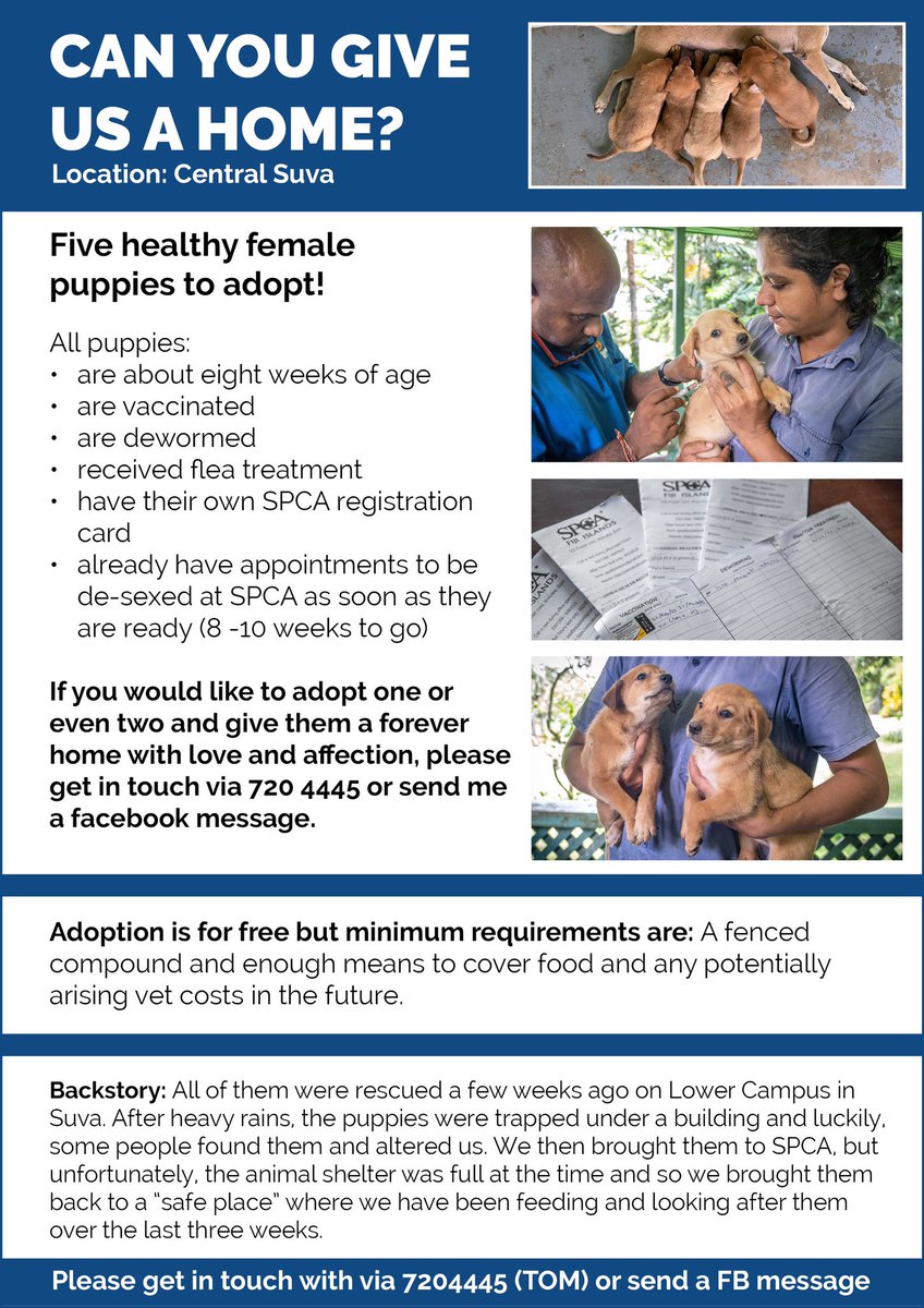 TomVierus's tweet photo. #TeamFiji Five 8-week healthy female puppies to adopt in #Suva! Can someone give one of them a forever home? 

All puppies vaccinated, dewormed &amp;  received flea treatment. They also have their registration cards and de-sexing is already organized with @prevention_to ⬇️ read on https://t.co/jFc8WeSuxM