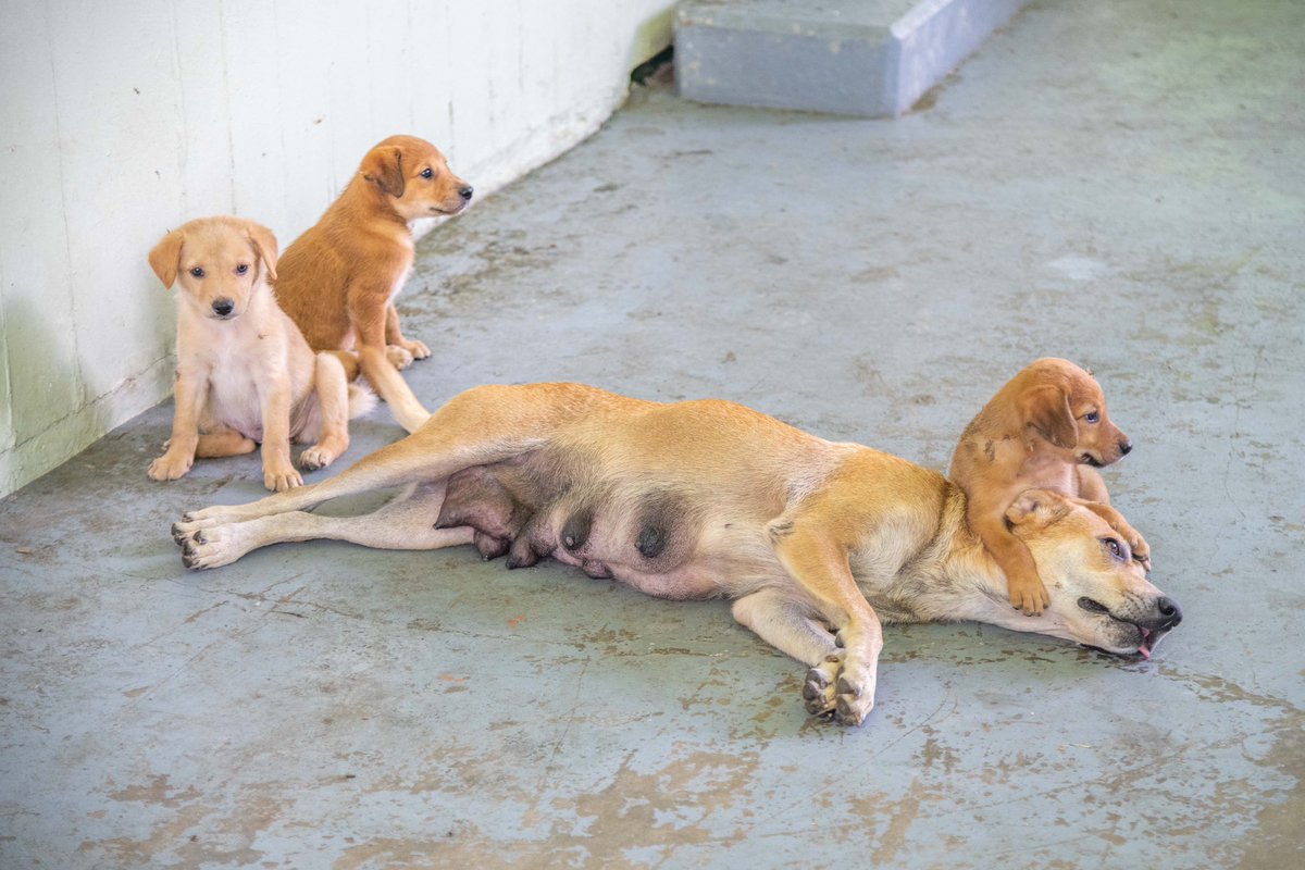 TomVierus's tweet photo. #TeamFiji Five 8-week healthy female puppies to adopt in #Suva! Can someone give one of them a forever home? 

All puppies vaccinated, dewormed &amp;  received flea treatment. They also have their registration cards and de-sexing is already organized with @prevention_to ⬇️ read on https://t.co/jFc8WeSuxM