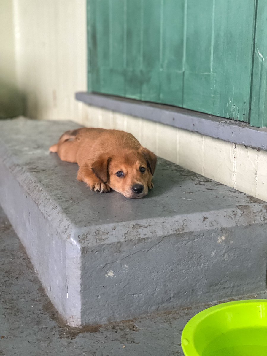 TomVierus's tweet photo. #TeamFiji Five 8-week healthy female puppies to adopt in #Suva! Can someone give one of them a forever home? 

All puppies vaccinated, dewormed &amp;  received flea treatment. They also have their registration cards and de-sexing is already organized with @prevention_to ⬇️ read on https://t.co/jFc8WeSuxM