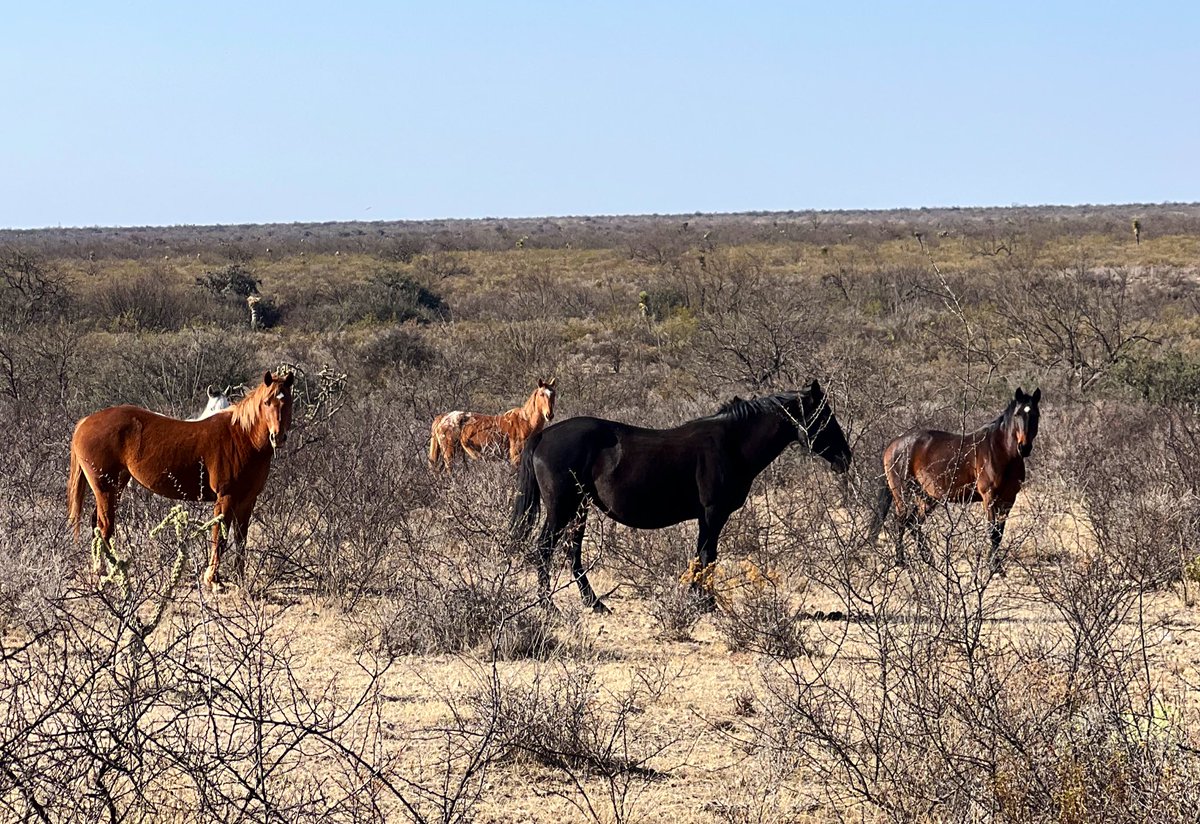 Campo Mexicano  

#zacatecas