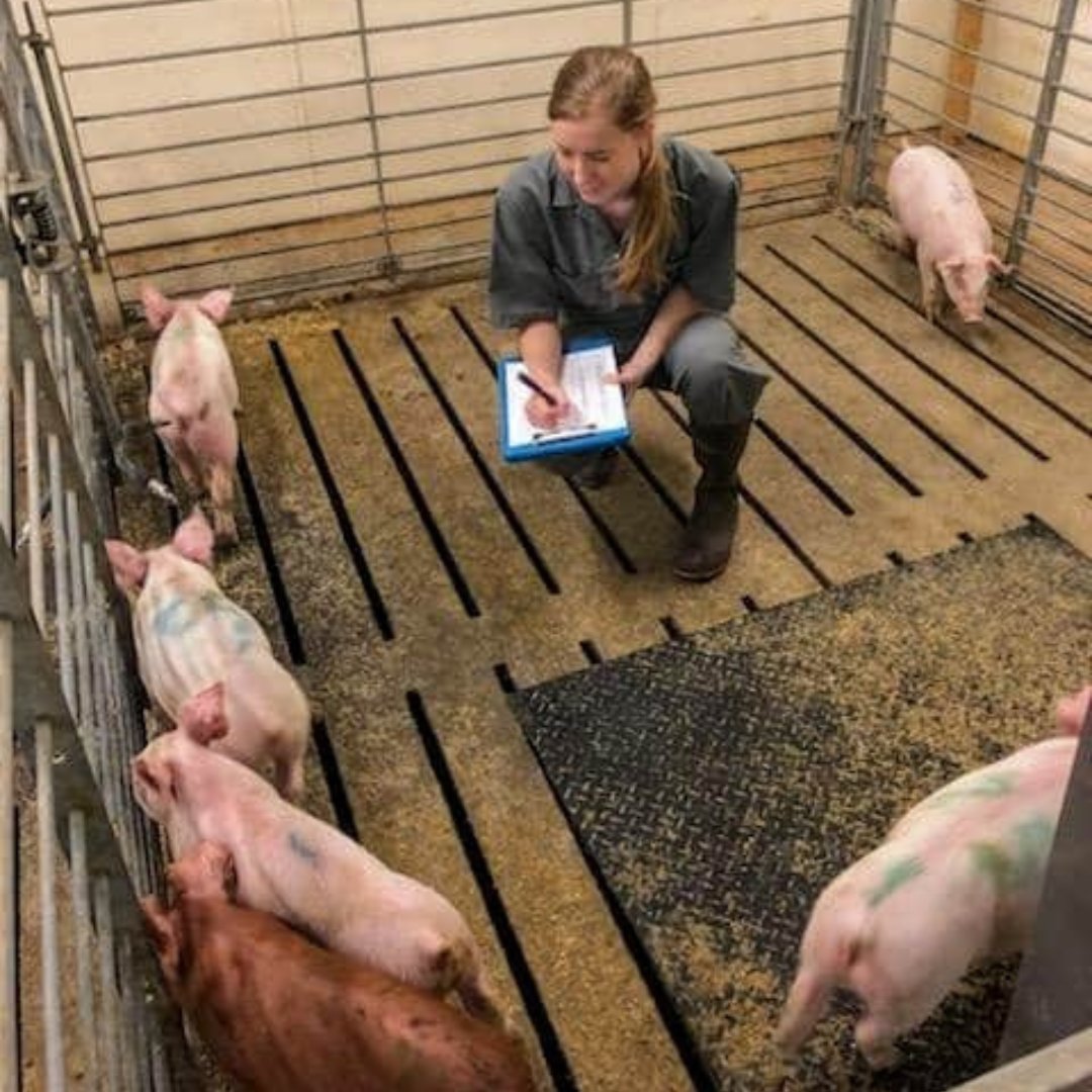 FFAR Fellow Lauren brings the study of how heat can affect swine health to the blog. To find out more, head to loom.ly/bPXO_yY 

#farmer #sustainableagriculture #research #scientist #stem #swine #pigs