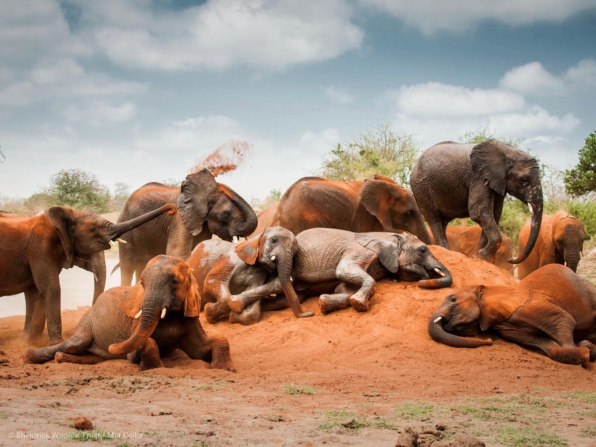 SheldrickTrust's tweet image. Elephants big and small love their daily dust baths. Not only is it a fun activity, it also protects their skin from pesky insects and the blazing sun. Our Ithumba orphans love nothing more, racing to the ‘dust mountain’ after their milk bottles and making it a social occasion!