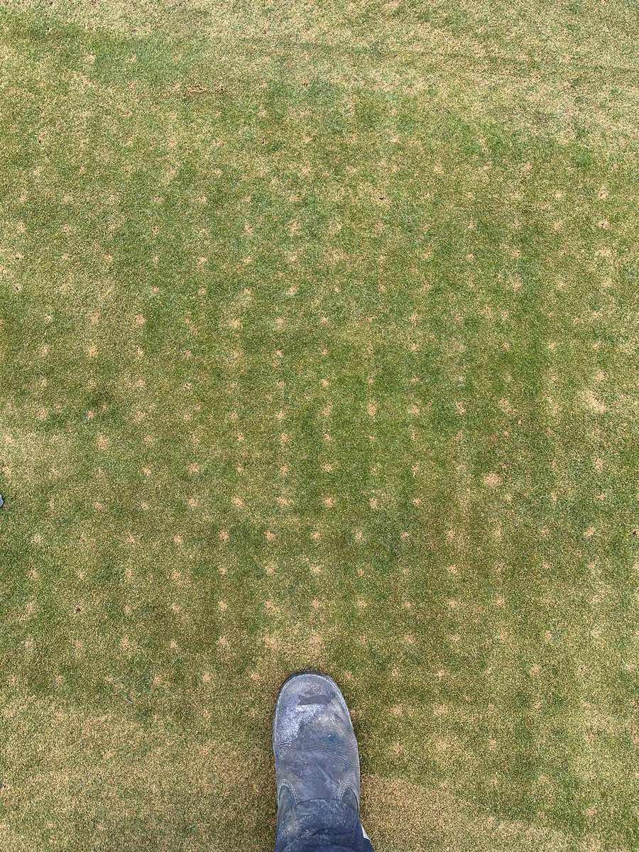 Greens maintenance 👌 <a href="/ClubMarlborough/">Marlborough Golf Club</a>