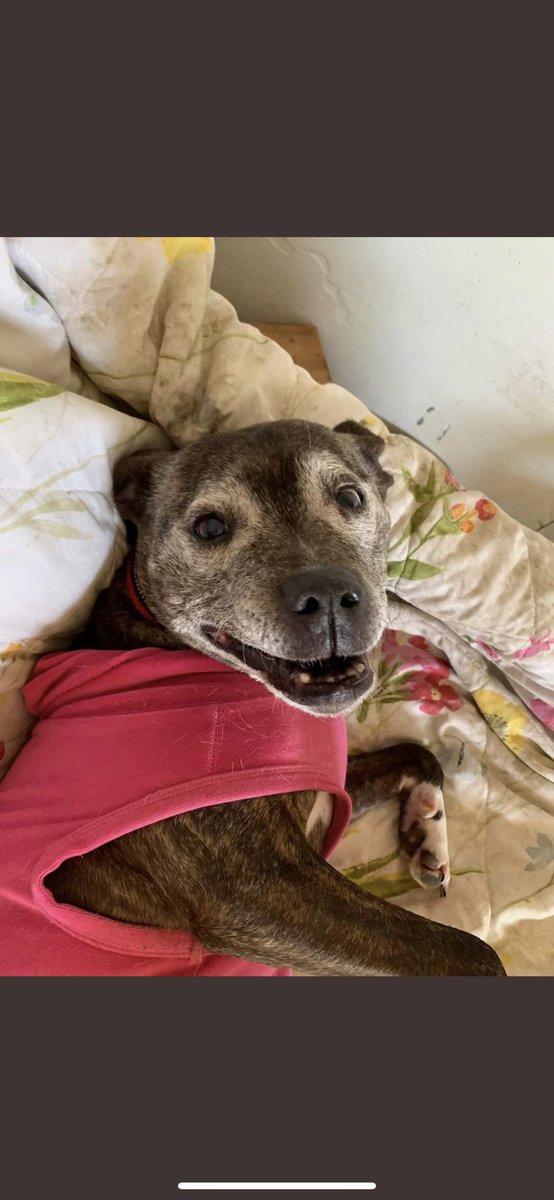karen73984451's tweet photo. #rehomehour  isn’t she pretty 😍 Jade Is on the lookout for a super duper home plz RT #TeamZay @SeniorStaffy https://t.co/m0U82zgaQQ