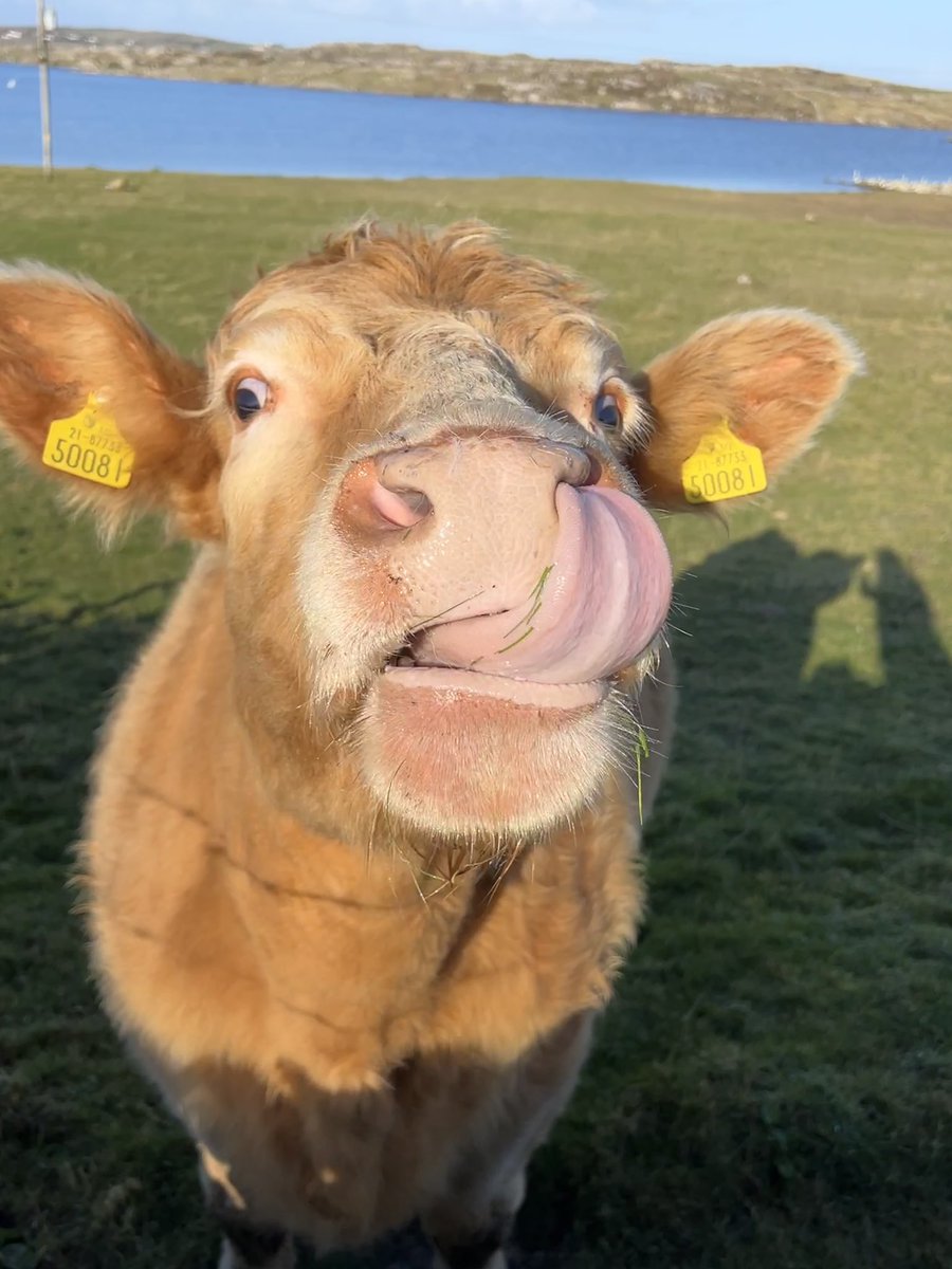 Meeting the locals in Omey island. #omeyisland #PancakeDay #Ireland <a href="/galwaytourism/">𝗚𝗮𝗹𝘄𝗮𝘆 𝗧𝗼𝘂𝗿𝗶𝘀𝗺</a> <a href="/TourismIreland/">Tourism Ireland</a> #meetthelocals