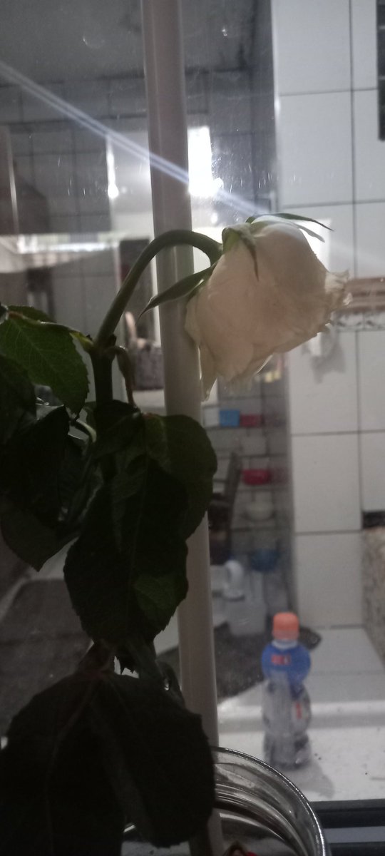bbressthinking's tweet photo. A jurema tá tristinha🥺😭, vc é a flor mais pura e mais cheirosa, não sei pq vais tão rápido... 🤏 https://t.co/5UgZFeNuNW