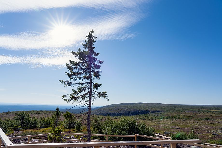 sol_maitte's tweet photo. Old Tikko is a common spruce, 9561 years old.  Located in the national park of #Sweden Fulufjellet, Dalarna province.  This spruce is one of the world's oldest living clonal trees.
#NFT 
#nftart 
#NFTCollection 
#nftcollector
#nftnature
#blockchain https://t.co/cckTCcv9Qr