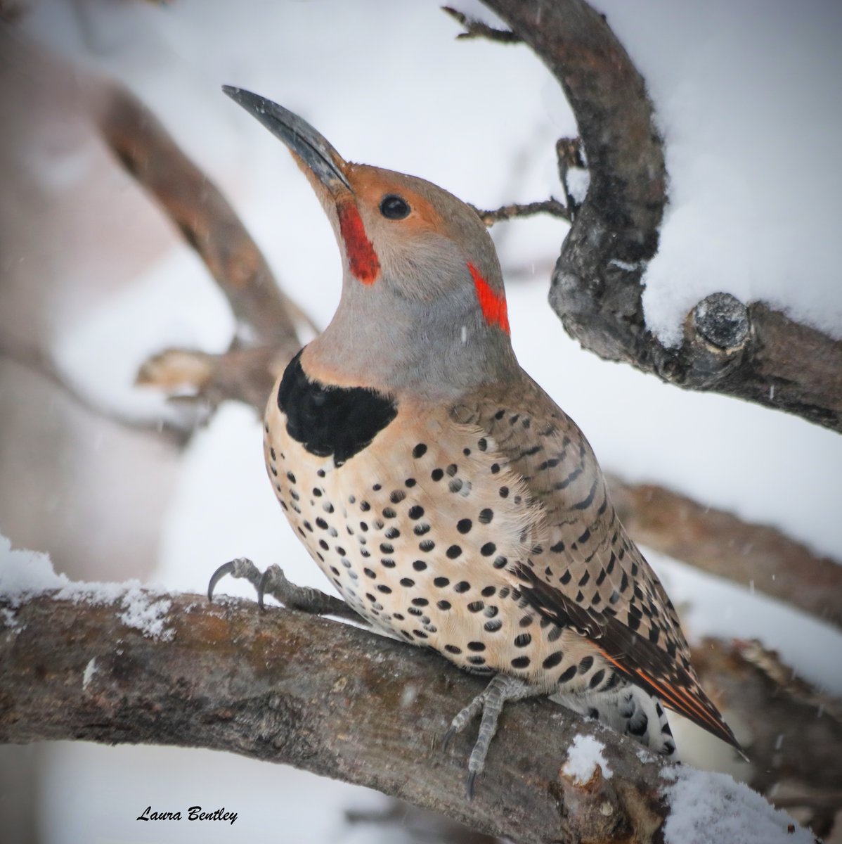 Mr. Intergrade, the most beautiful of the flickers on this snow day in Calgary.  #BirdsAreBeautiful