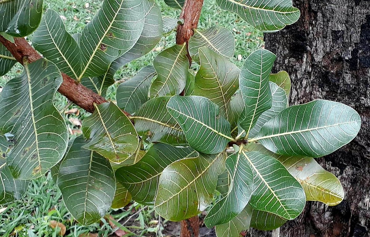 celsodolago's tweet photo. PLANTAS DO BRASIL
Anacardium humile, #Anacardiaceae, «cajueiro-do-campo».
Arbusto lenhoso do cerrado, até 2,50m;
polinizado por abelhas e moscas;
sementes dispersas por mamíferos nativos.
Muito ameaçado pelo DESTRUIÇÃO ACELERADA DO CERRADO por toda parte.
#FloraDoCerrado . https://t.co/AaYXL0Av0q