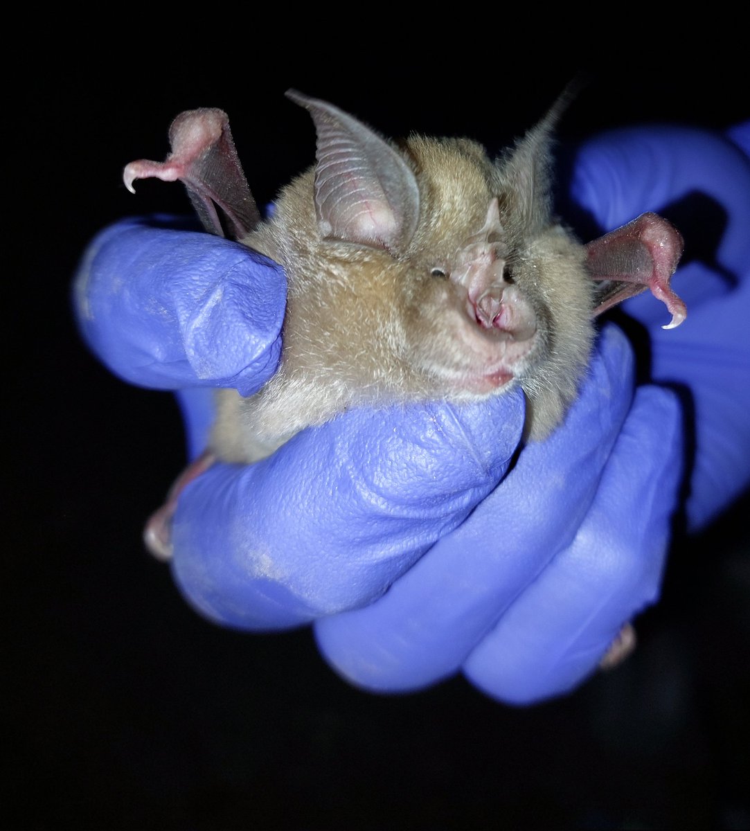 Funded PhD opportunity with me and @vincentwildlife starting Sept 2023. Let's see if we can guide these amazing #bats around anthropogenic hazards! sussex.ac.uk/study/fees-fun…?