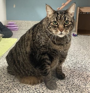 sachikoko's tweet photo. 🙏🏽PLZ SHARE
💖BIG, SHY 20LB #SENIOR 9YO BROWN #TABBY KITTY "MEGLADON"💖
🔔NEEDS A PATIENT, CAT SAVVY🏘#FUREVERHOME W/ A FRIENDLY🐈
▶4 INFO https://t.co/JQ4rx1Km1c
🙏🏽#ADOPT #AdoptDontShop
#FRESNO #CA #CentralValley #RehomeHour #US #CATS
Valley Animal Center @valleyanimal https://t.co/4mTrwQEp8k