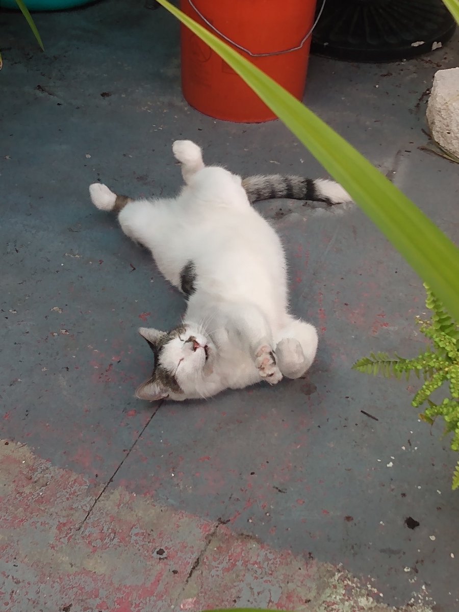 My kitty