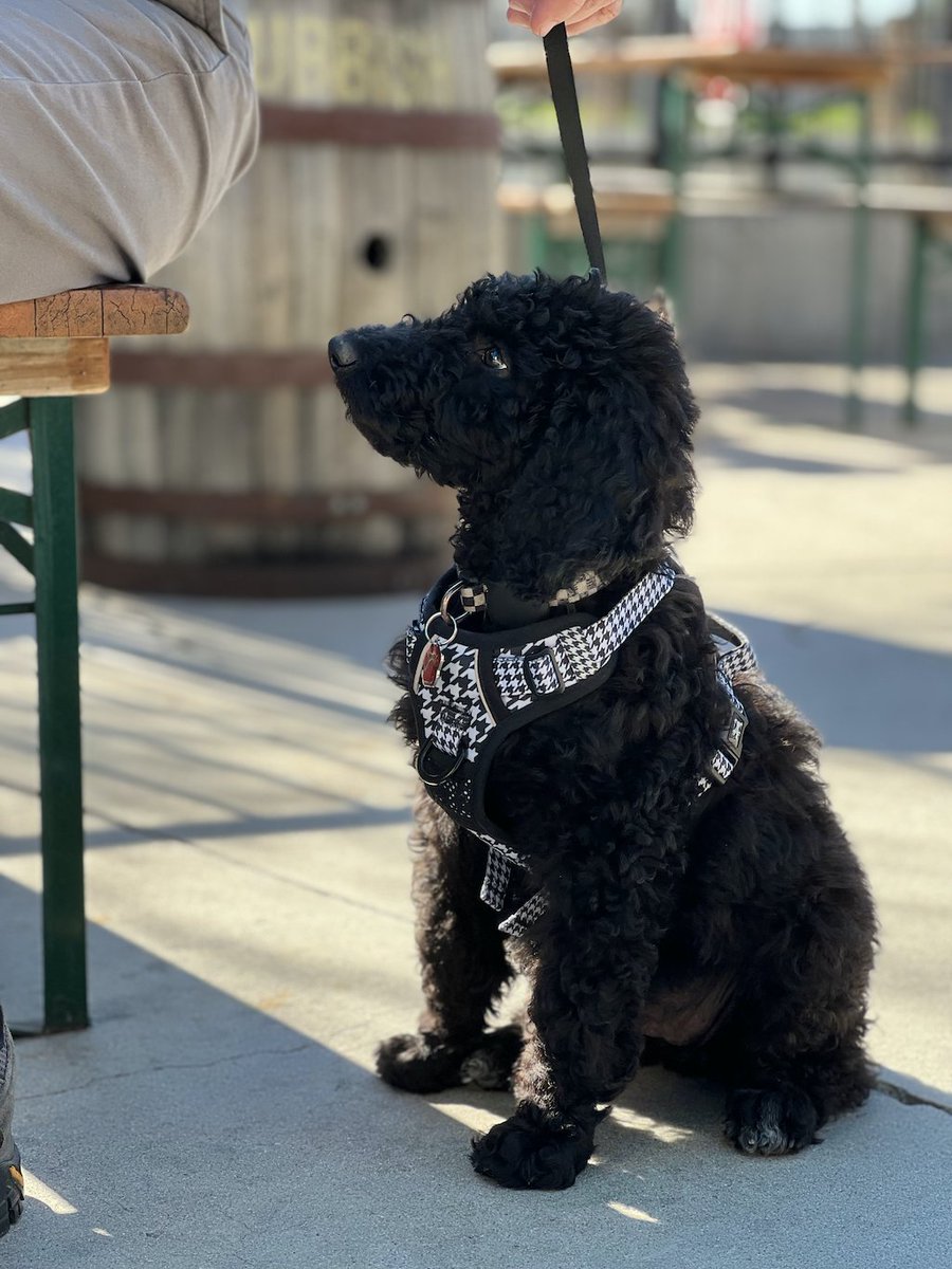 Bootlegger's Pup of the Week-Miss Sam the poodle!  Bring your pup with you for dine in on Tuesdays &amp; you'll receive 10% of your total bill!  #dogoftheweek #dogoftheday #dogsofinstagram #dog #dogs #dogstagram #puppy #doglovers #puppylove #dogofinstagram #craftbeer #drinklocal